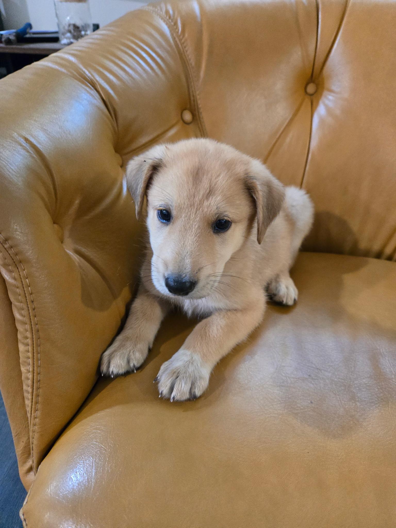 Timber, an adopted mixed breed in Chicago , IL image 3/6