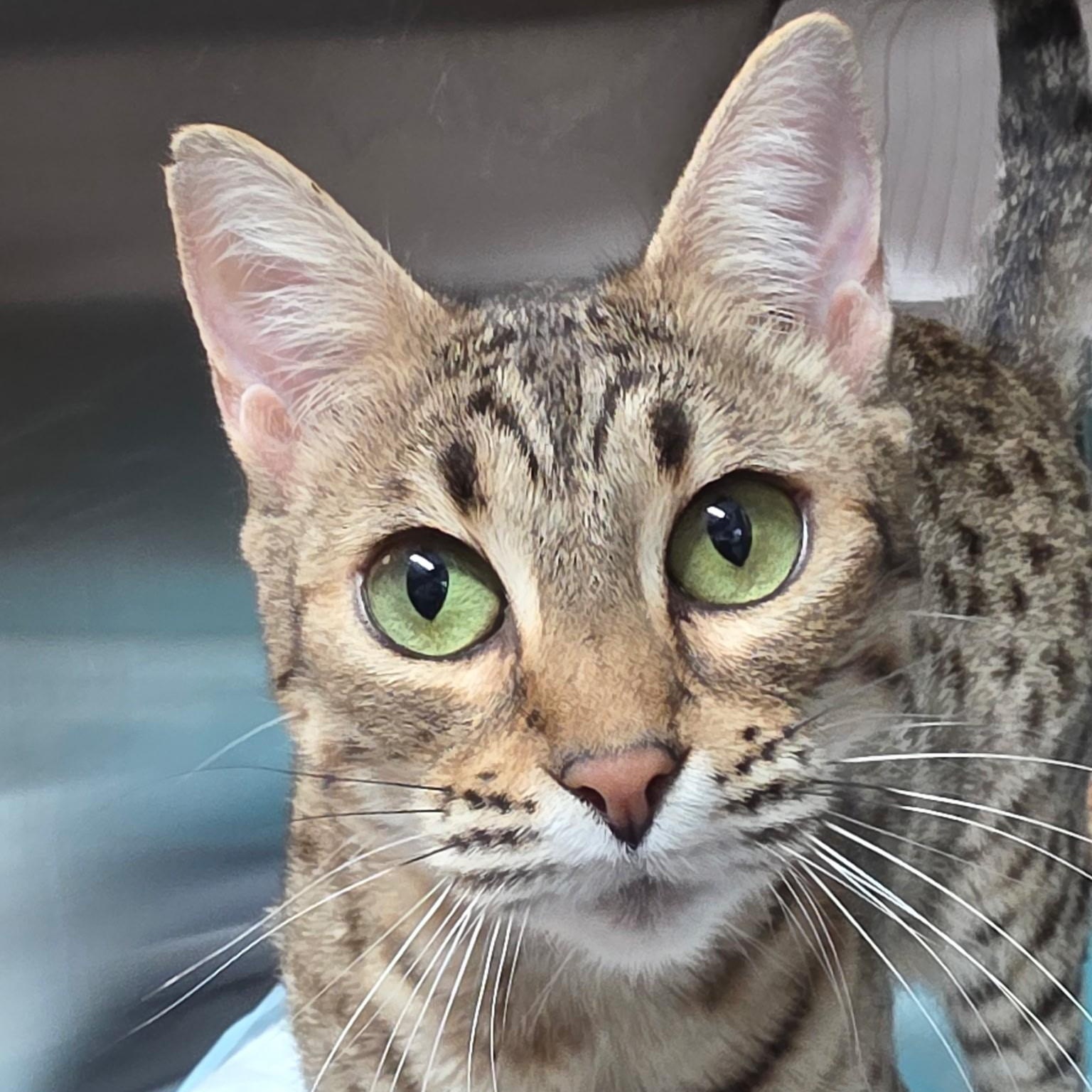 Beyoncé , adopted, Adult Female Bengal & Domestic Short Hair.