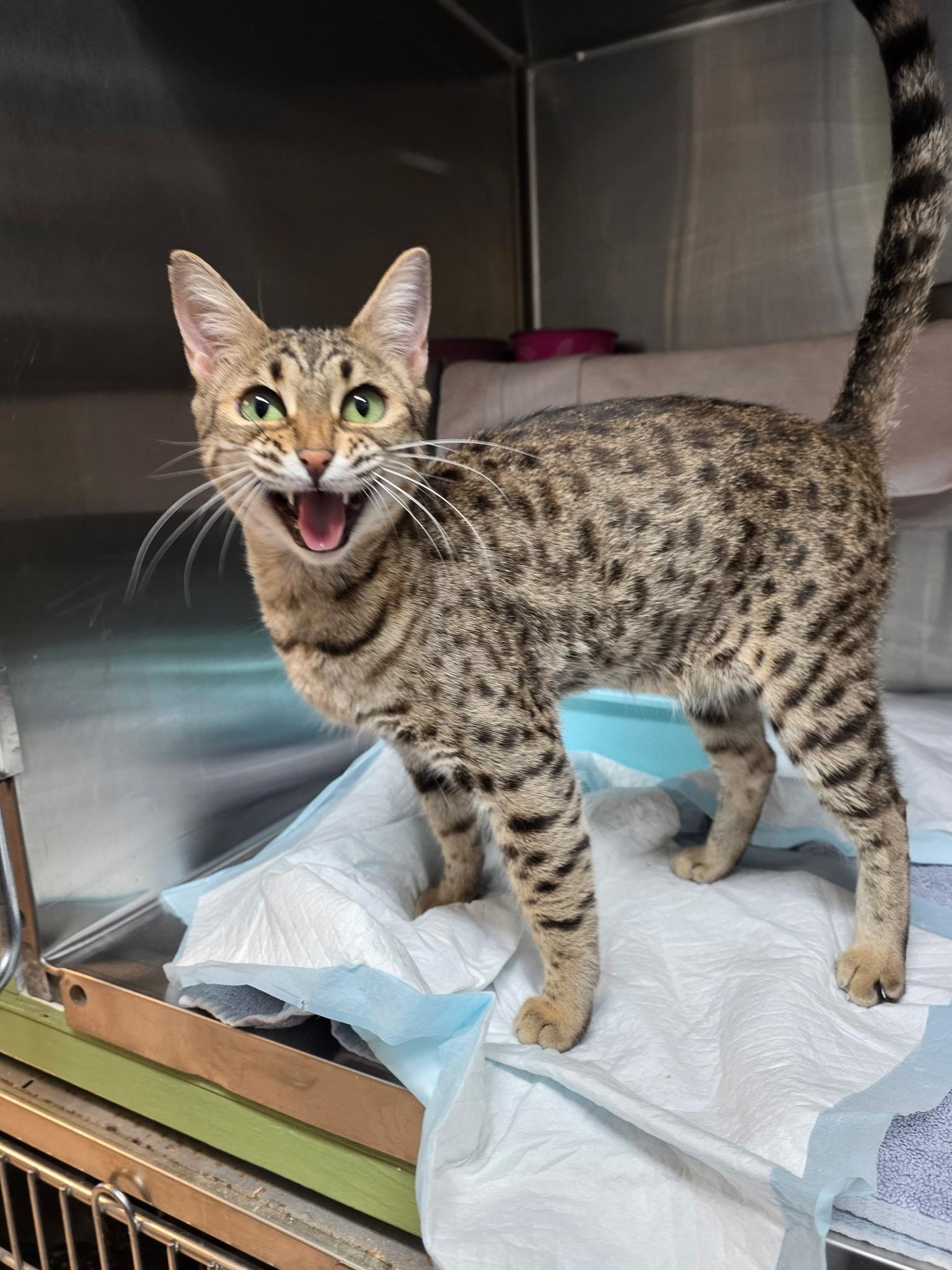Enlarge Beyoncé , an adopted mixed breed in Quilcene, WA image 4/4