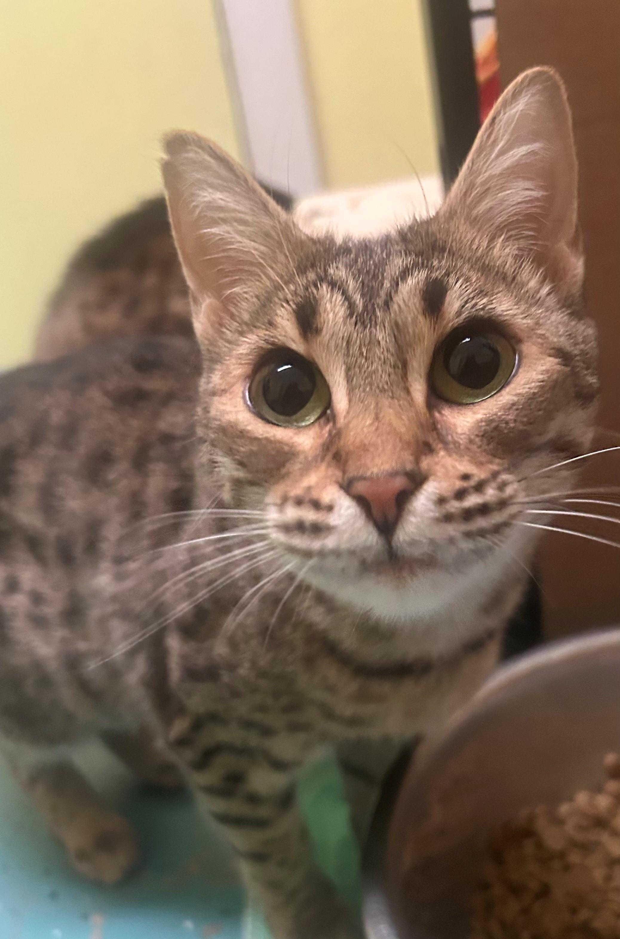 Enlarge Beyoncé , an adopted mixed breed in Quilcene, WA image 3/4