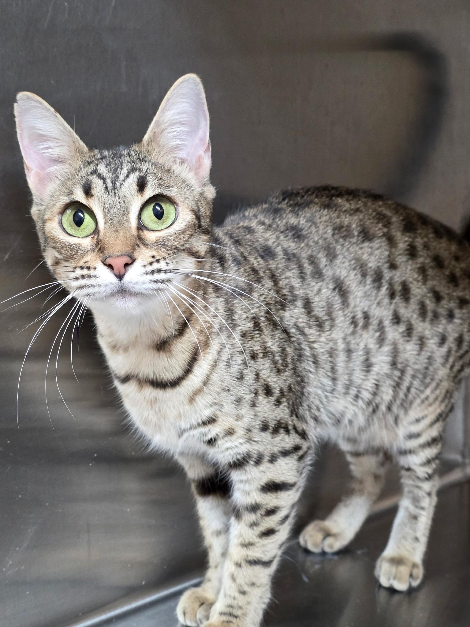Enlarge Beyoncé , an adopted mixed breed in Quilcene, WA image 2/4