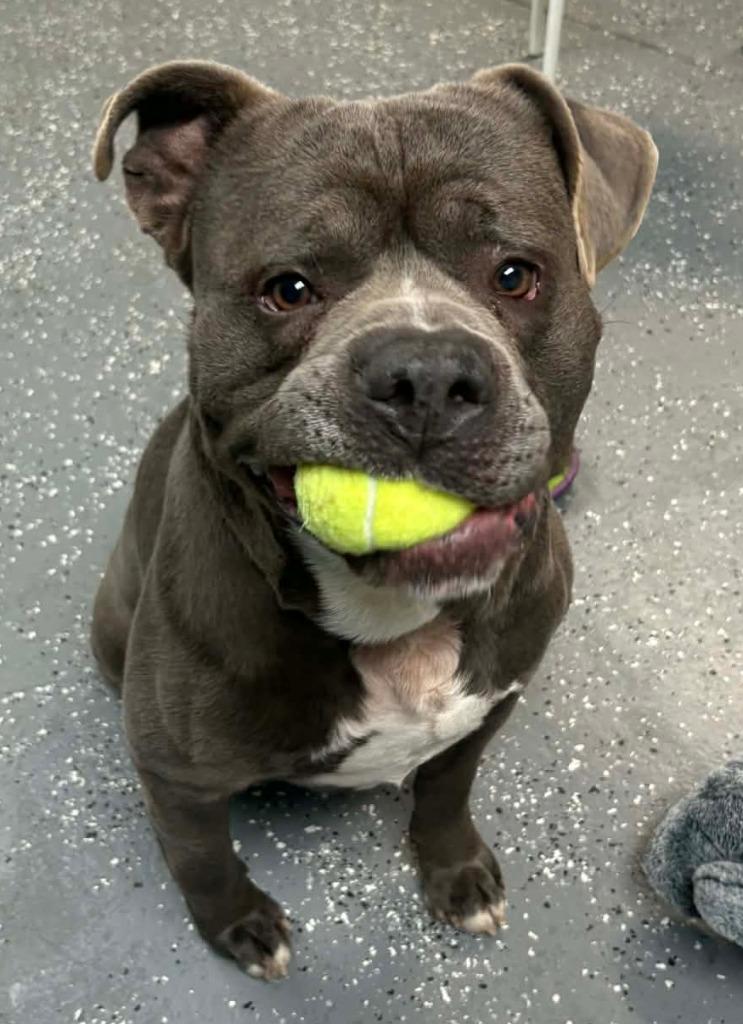 Rick, Adoptable, Adult Male Cane Corso & Mixed Breed.