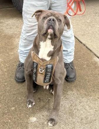 Enlarge Rick, a Adoptable mixed breed in Warren, MI image 2/6