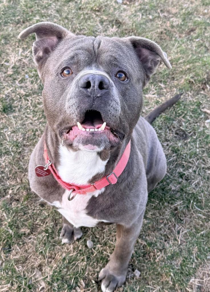 Enlarge Rick, a Adoptable mixed breed in Warren, MI image 3/6