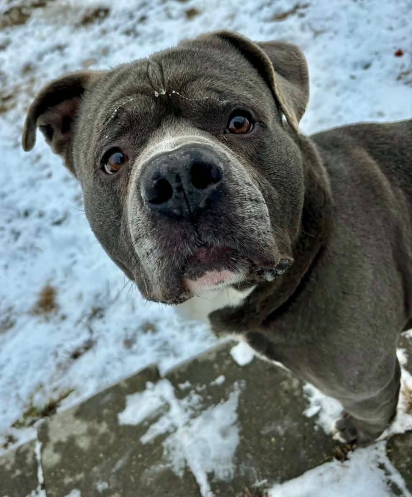 Enlarge Rick, a Adoptable mixed breed in Warren, MI image 3/6