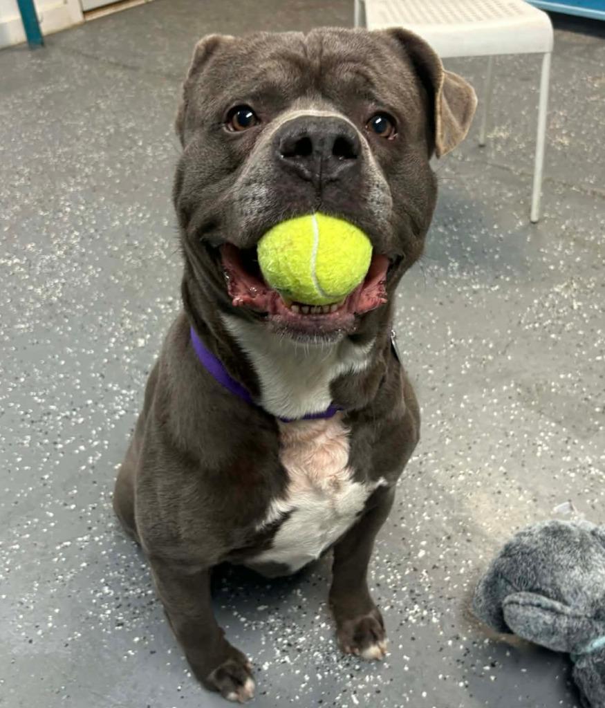 Enlarge Rick, a Adoptable mixed breed in Warren, MI image 4/6