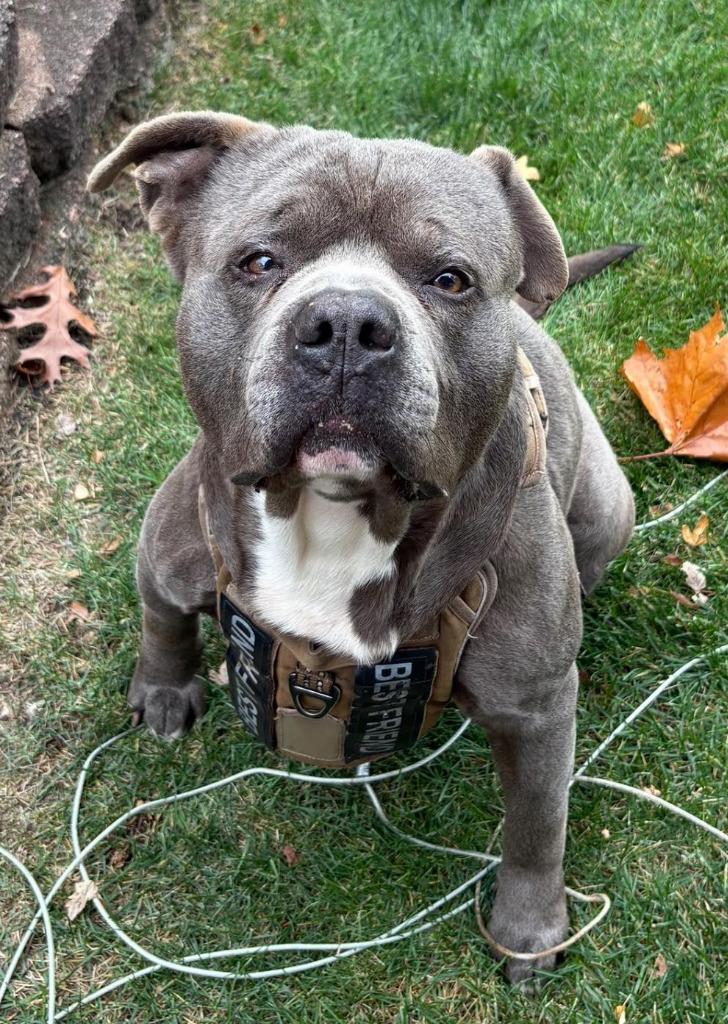 Enlarge Rick, a Adoptable mixed breed in Warren, MI image 6/6