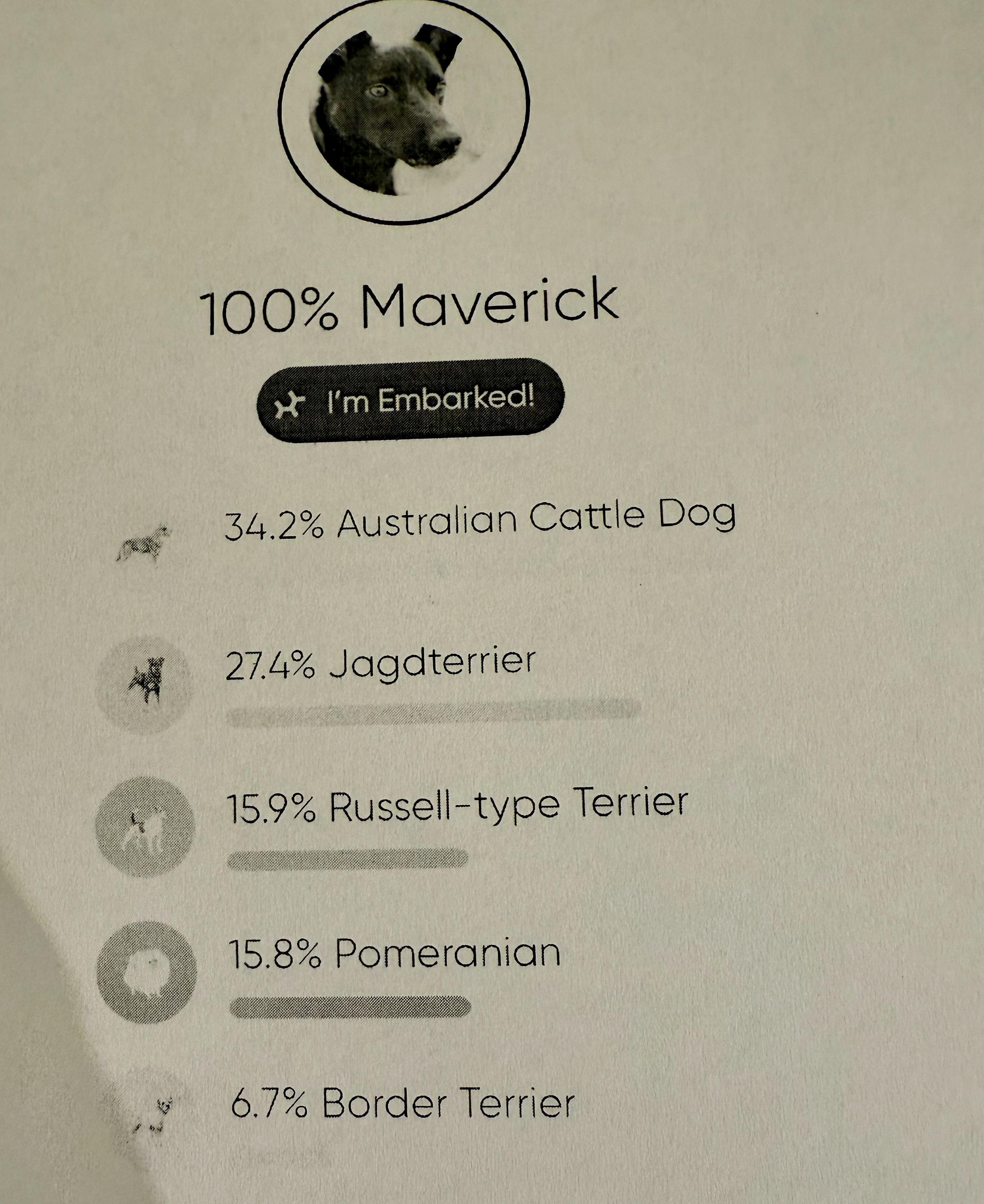 Enlarge Maverick, an adoptable mixed breed in Petaluma, CA image 3/3