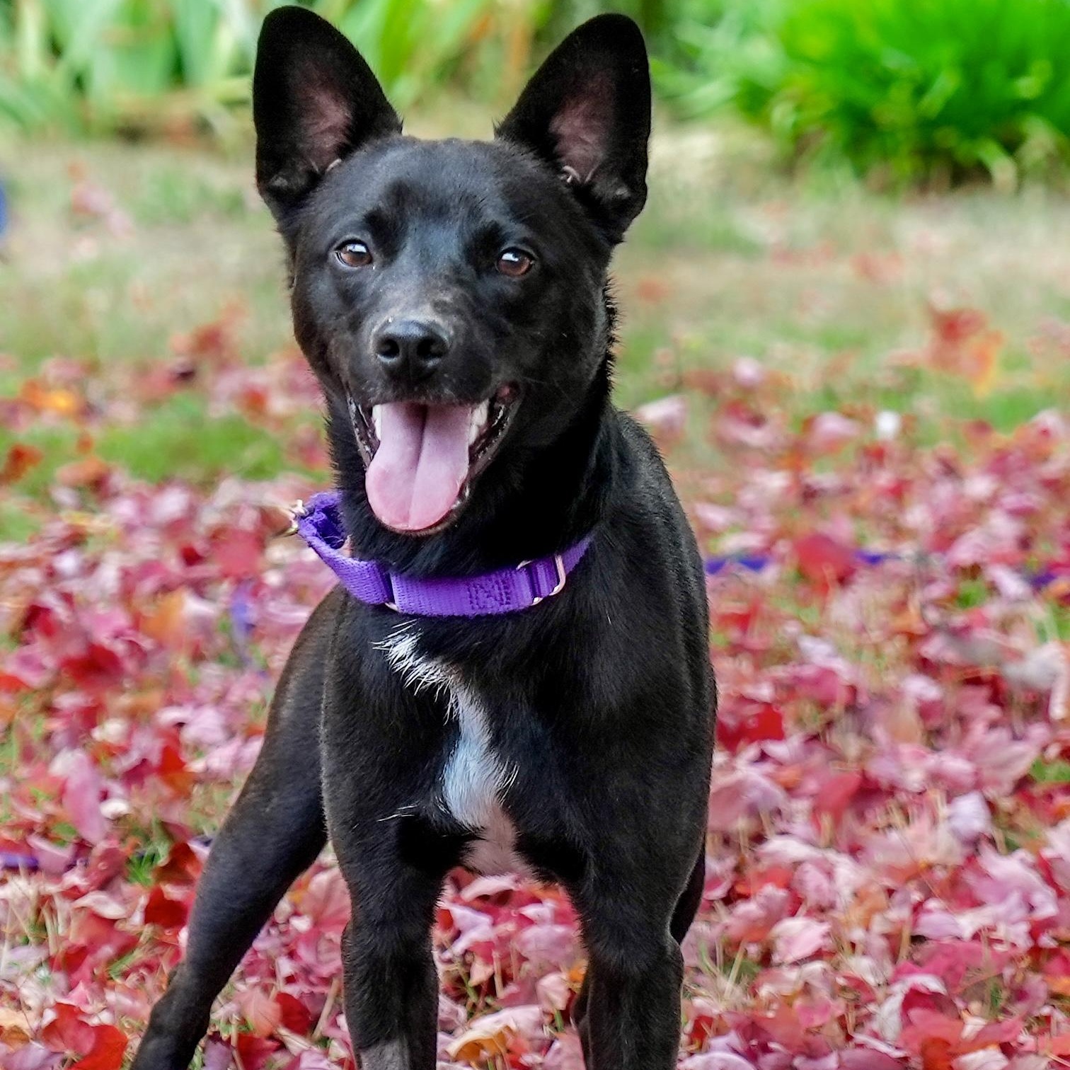 Enlarge Maverick, a Adopted Mixed Breed in Petaluma, CA image 1/2