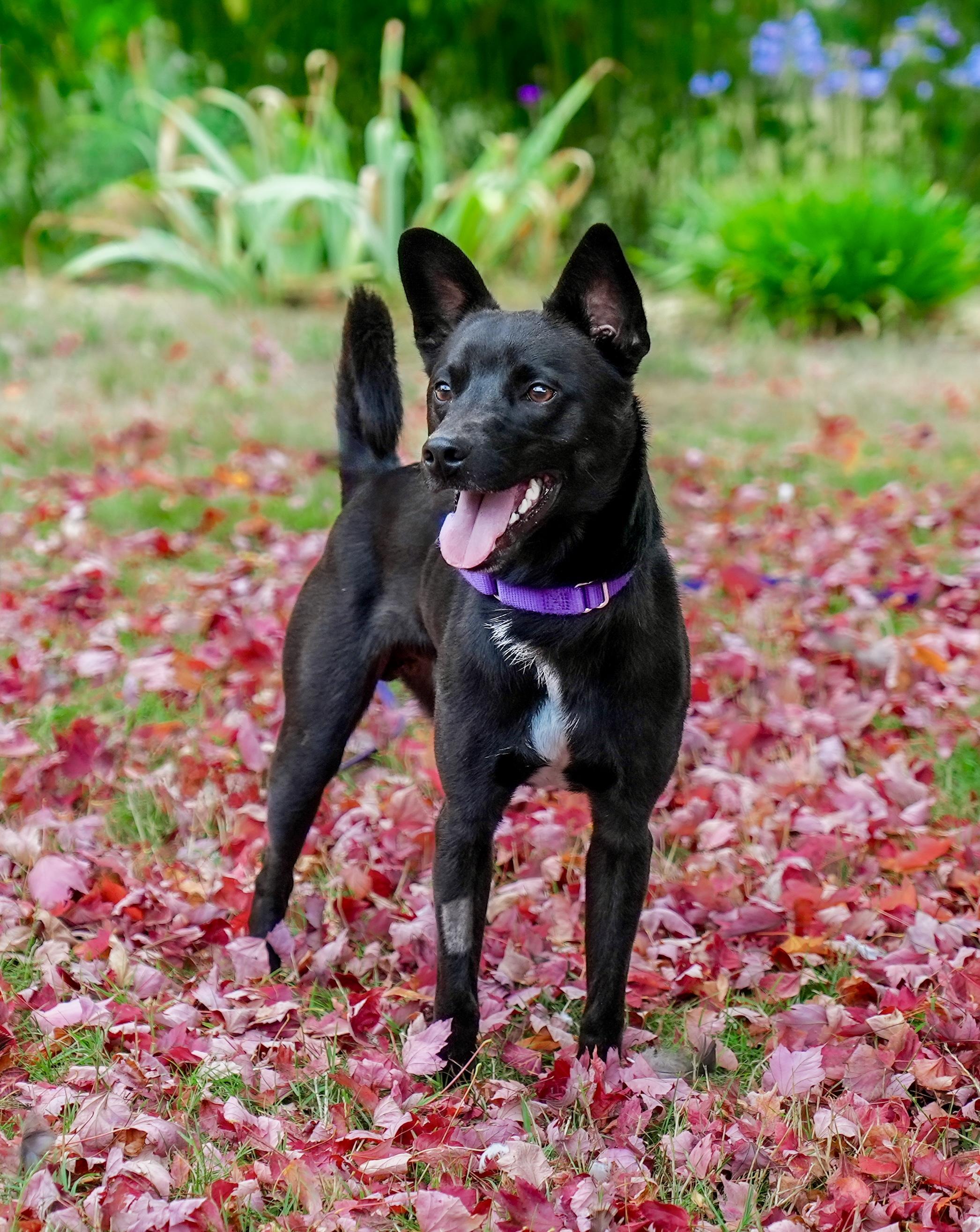Enlarge Maverick, a Adopted Mixed Breed in Petaluma, CA image 2/2