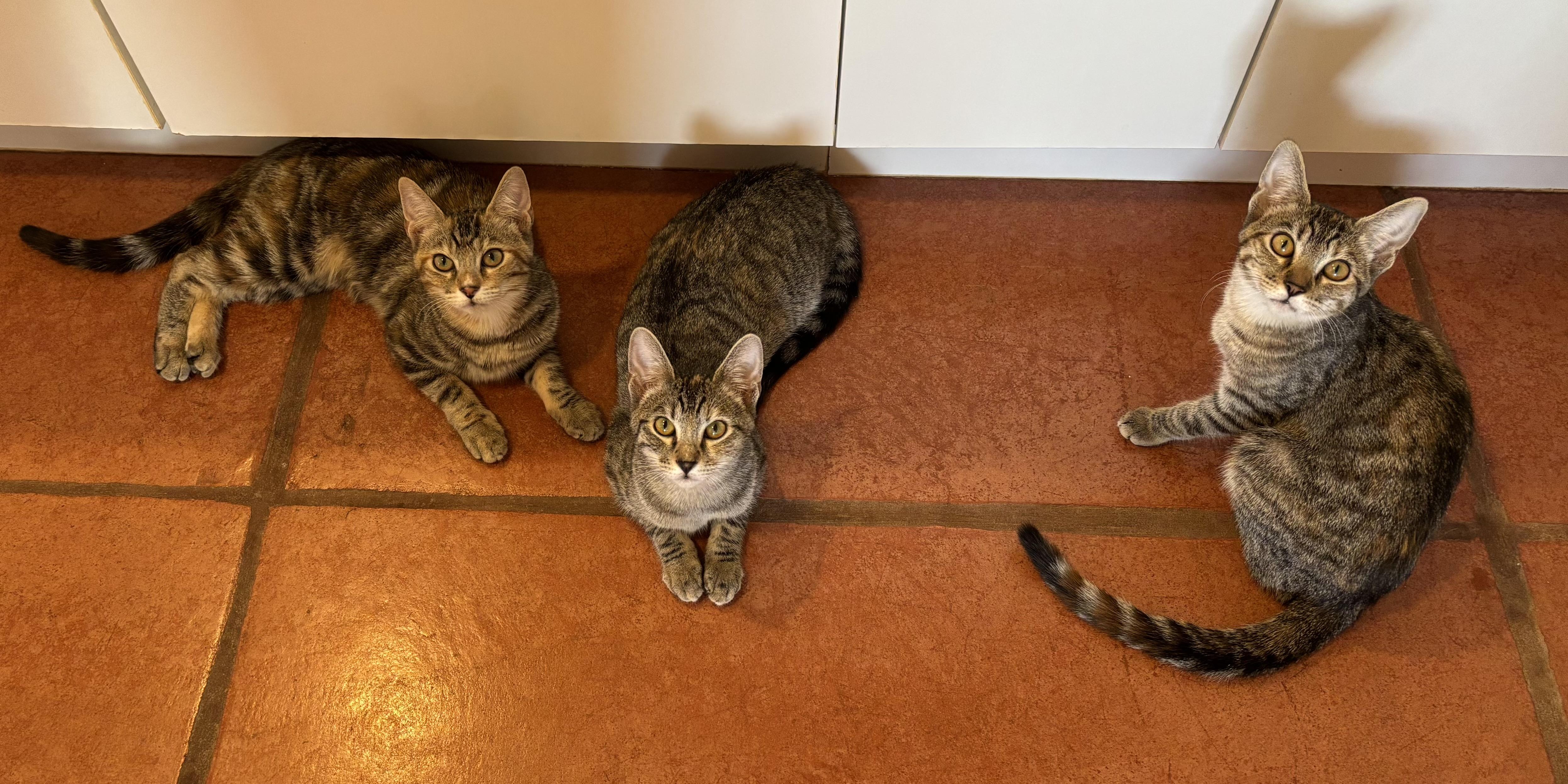 Viola, an adopted Domestic Short Hair in Sierra Vista, AZ image 3/4