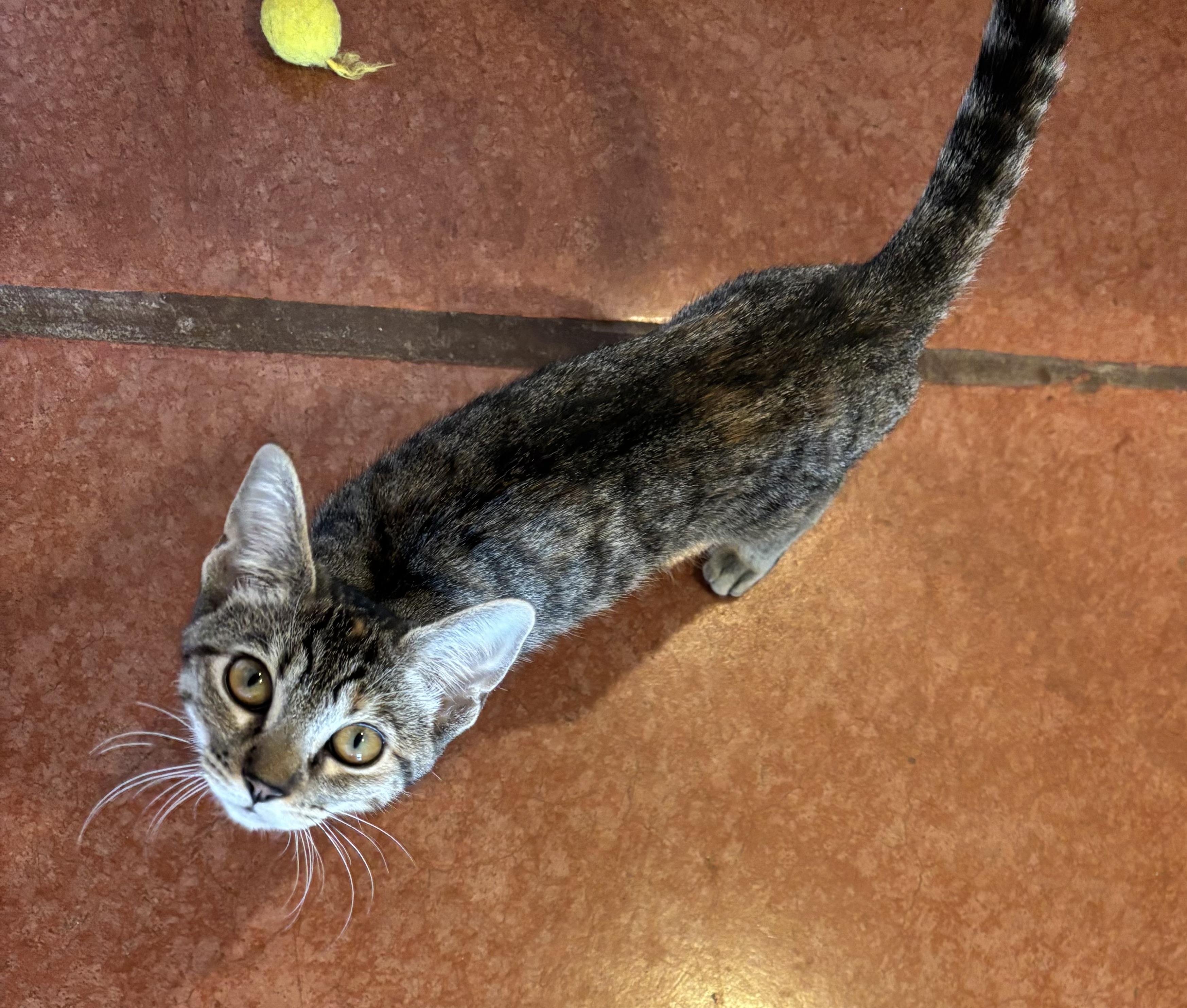 Viola, adopted, Young Female Domestic Short Hair.