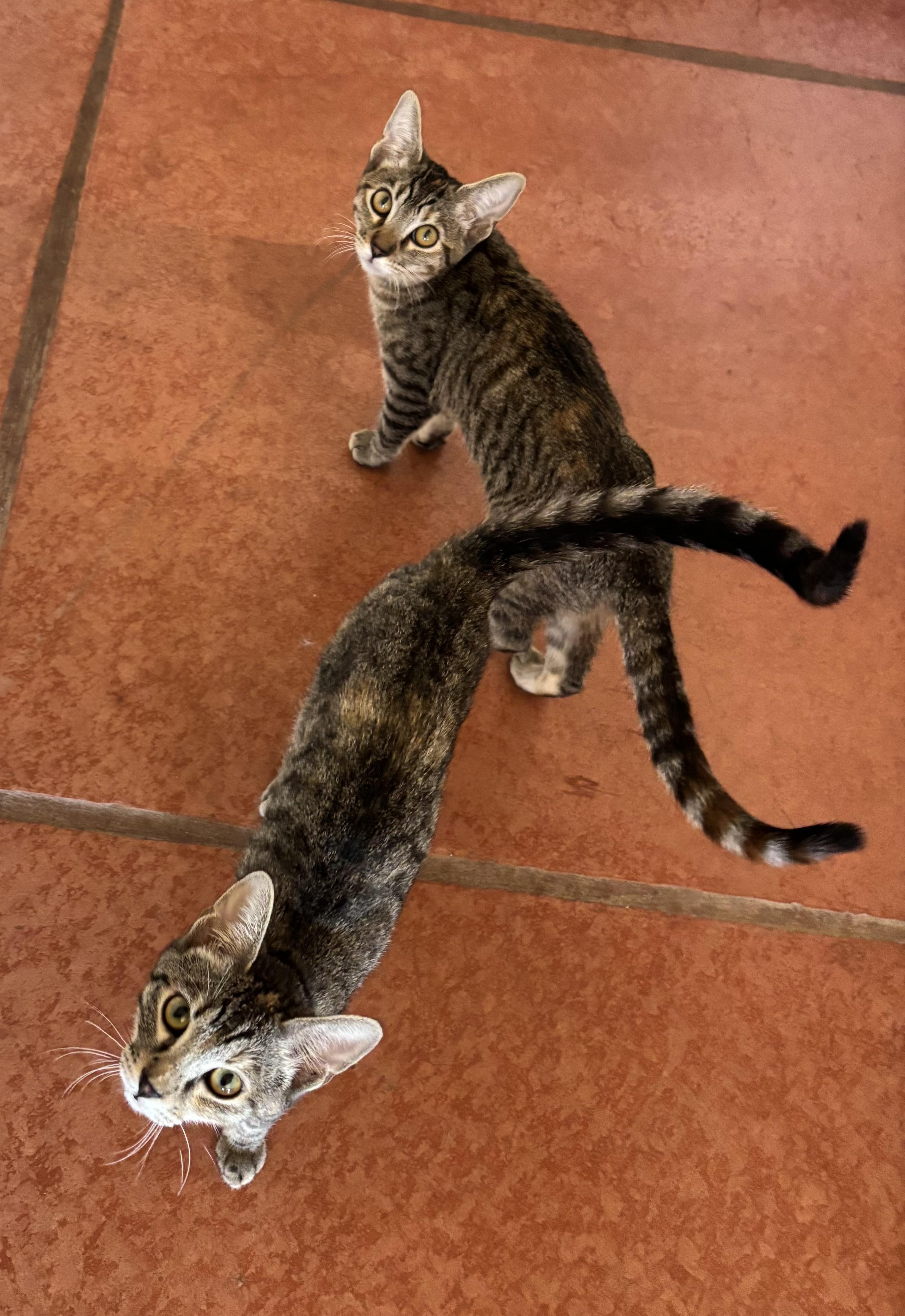 Viola, an adopted Domestic Short Hair in Sierra Vista, AZ image 2/4