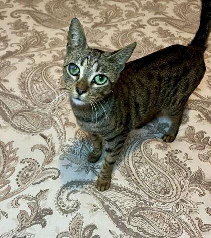 Enlarge Spots, a Adoptable mixed breed in New York, NY image 1/4