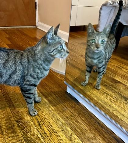 Enlarge Spots, a Adoptable mixed breed in New York, NY image 3/4