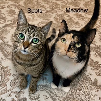 Spots, a Adoptable mixed breed in New York, NY image 1/6