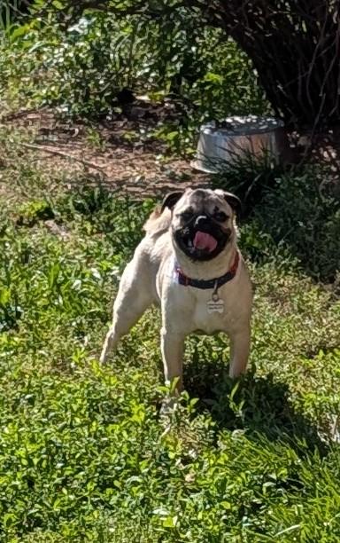Enlarge Gordo, an adopted Pug in Benton, KS image 2/2