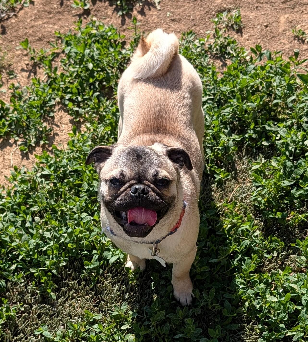 Enlarge Gordo, an adopted Pug in Benton, KS image 1/2