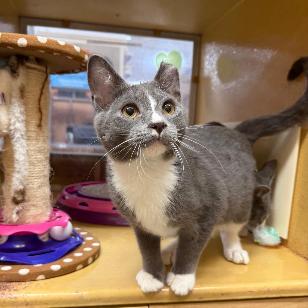 Elmorg — thumbnail 2