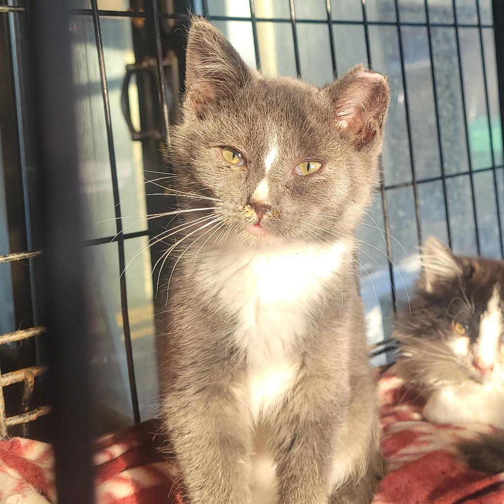 Elmorg — thumbnail 3