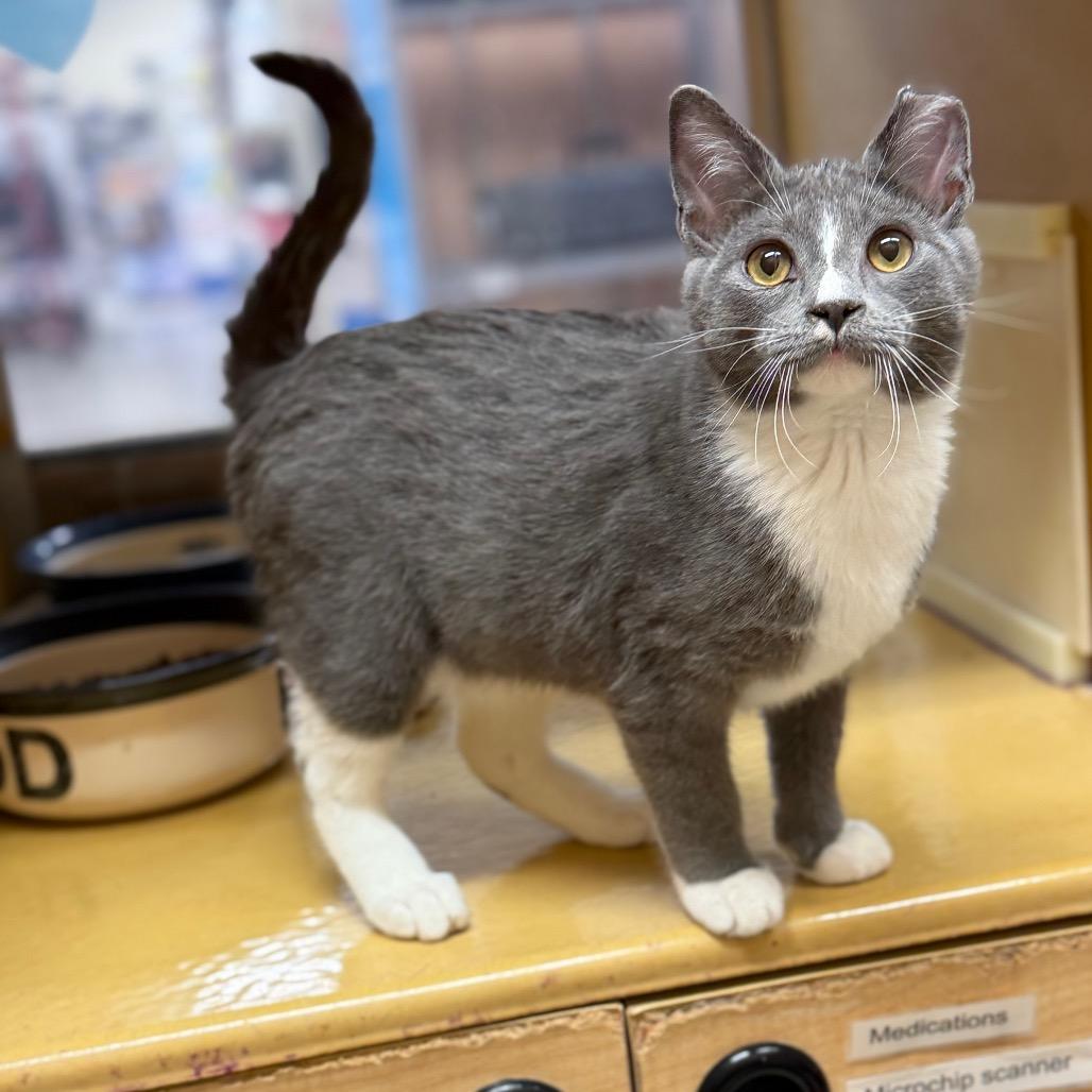 Elmorg — thumbnail 4