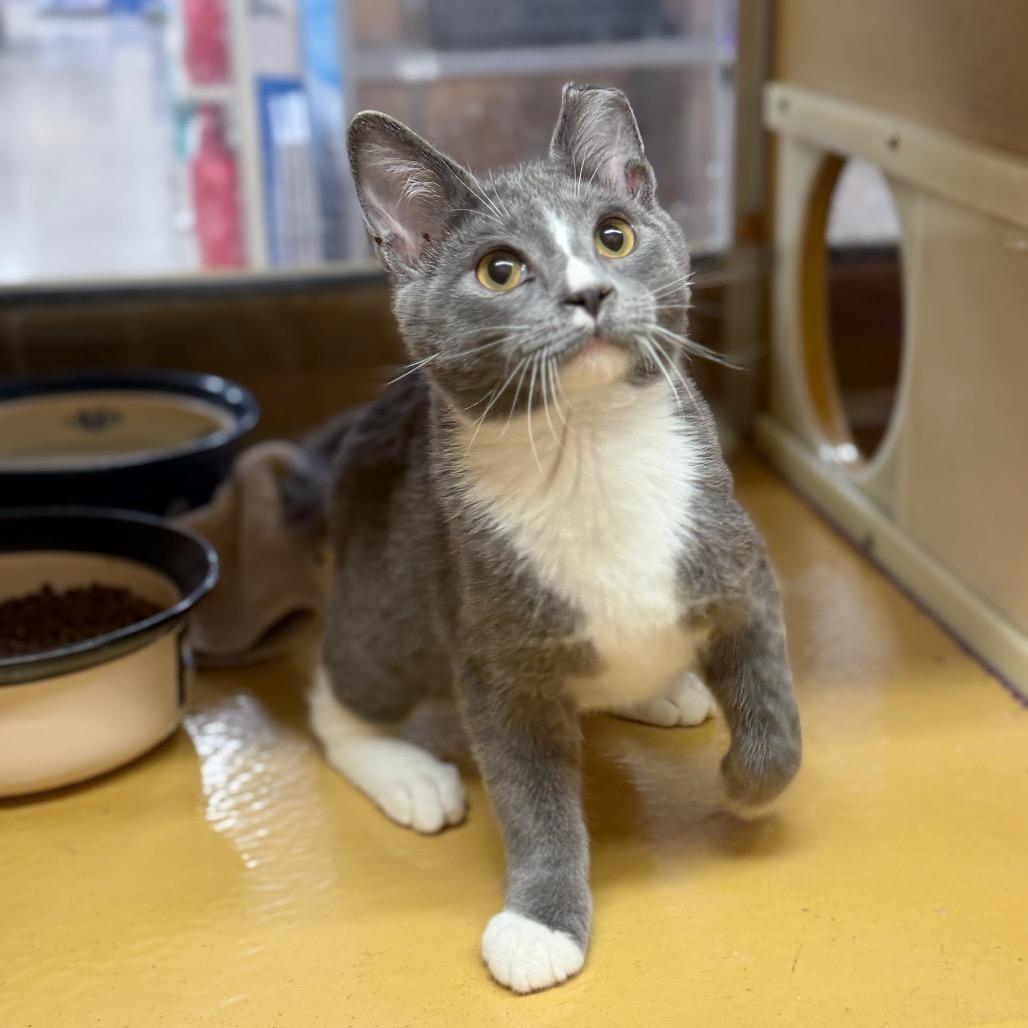 Elmorg — thumbnail 6