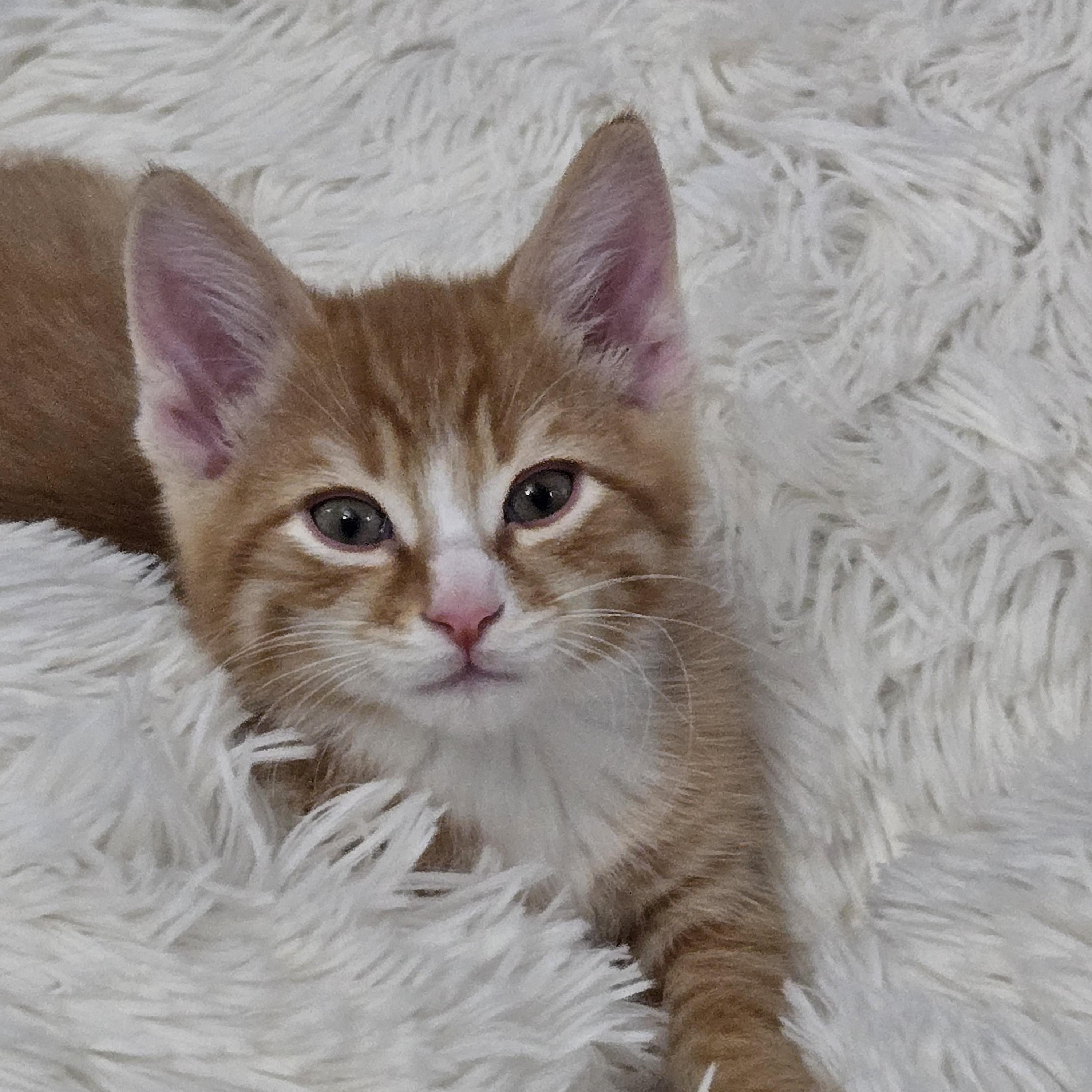 Kitt, adopted, Kitten Male Domestic Short Hair.