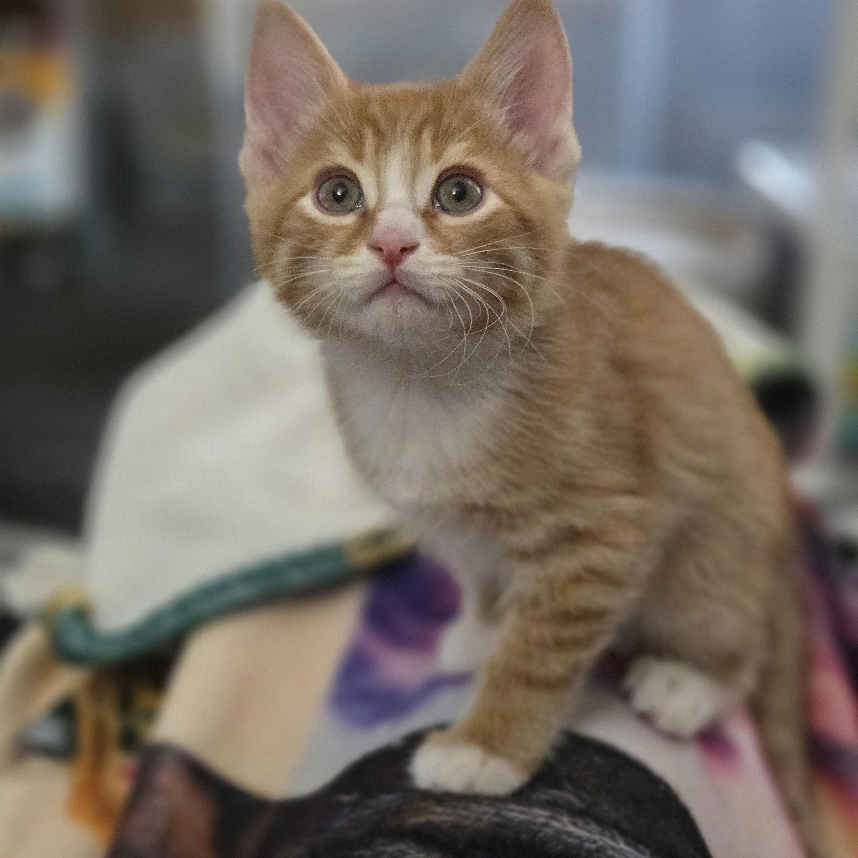 Kitt, an adopted Domestic Short Hair in Grove City, OH image 3/3