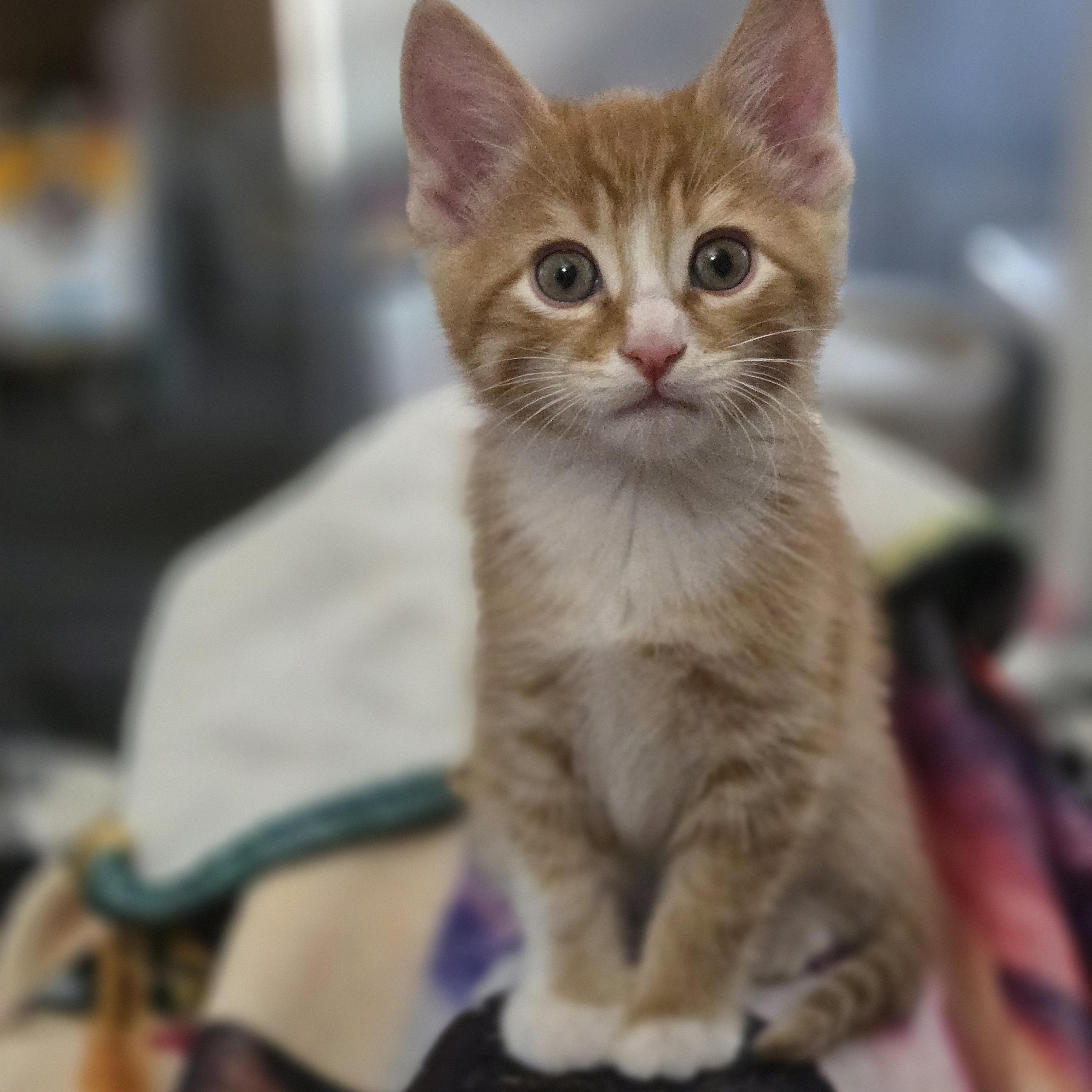 Kitt, an adopted Domestic Short Hair in Grove City, OH image 2/3