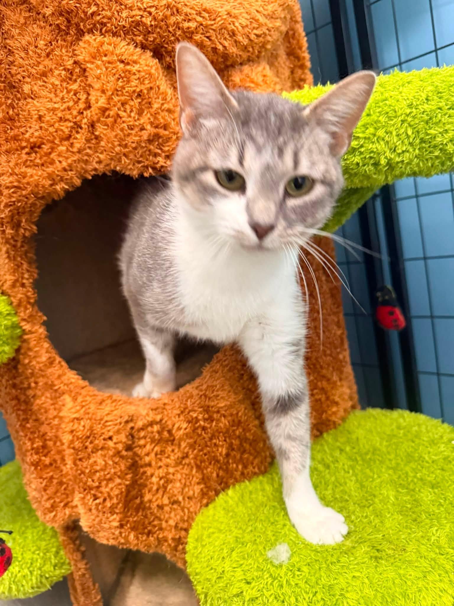 Enlarge Mary Todd, a Adoptable Domestic Short Hair in Indianapolis, IN image 3/3