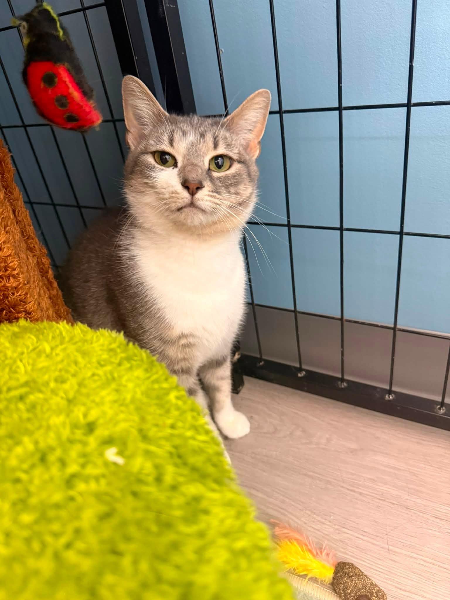 Mary Todd, Adoptable, Young Female Domestic Short Hair.