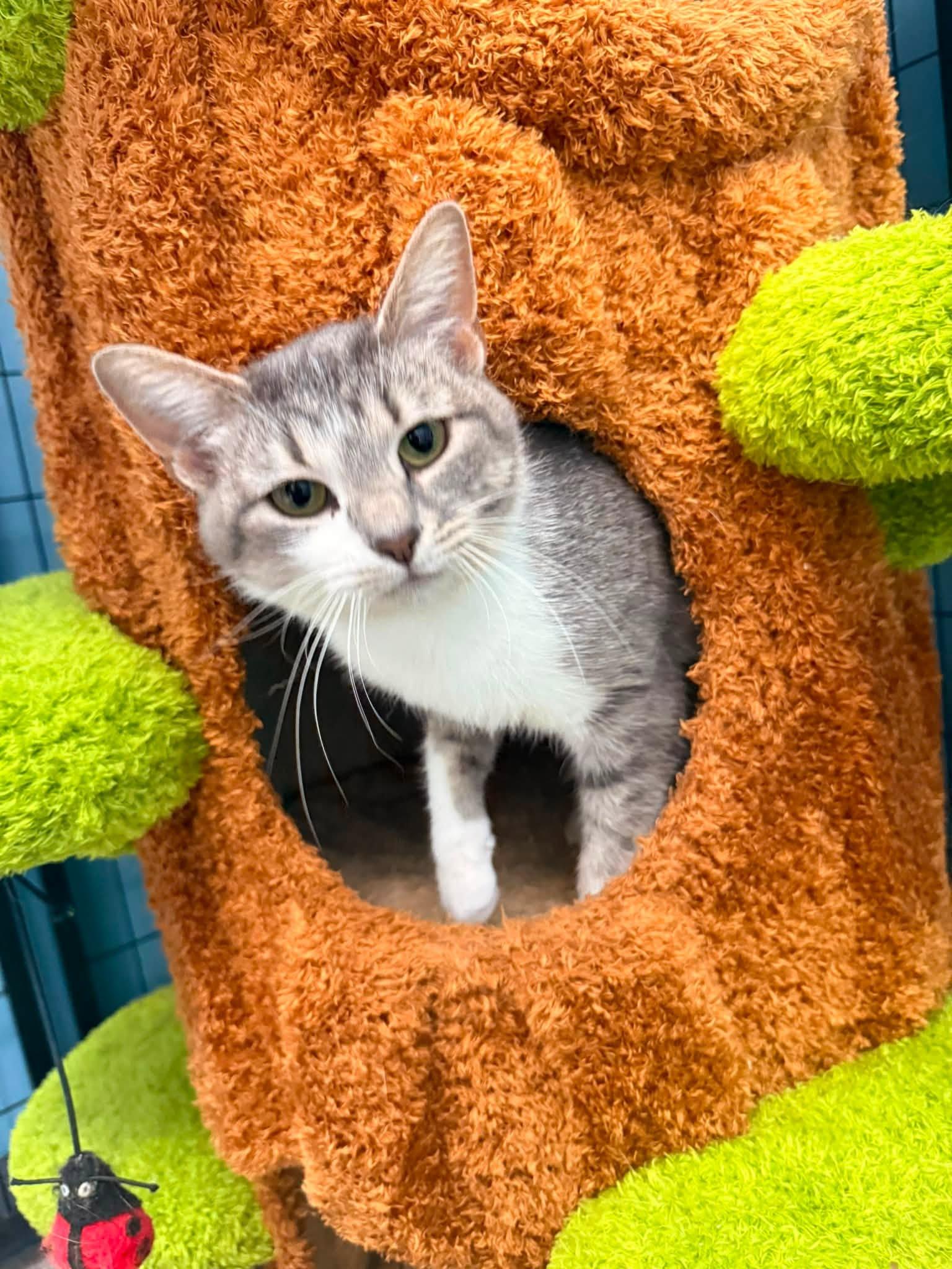 Enlarge Mary Todd, a Adoptable Domestic Short Hair in Indianapolis, IN image 2/3