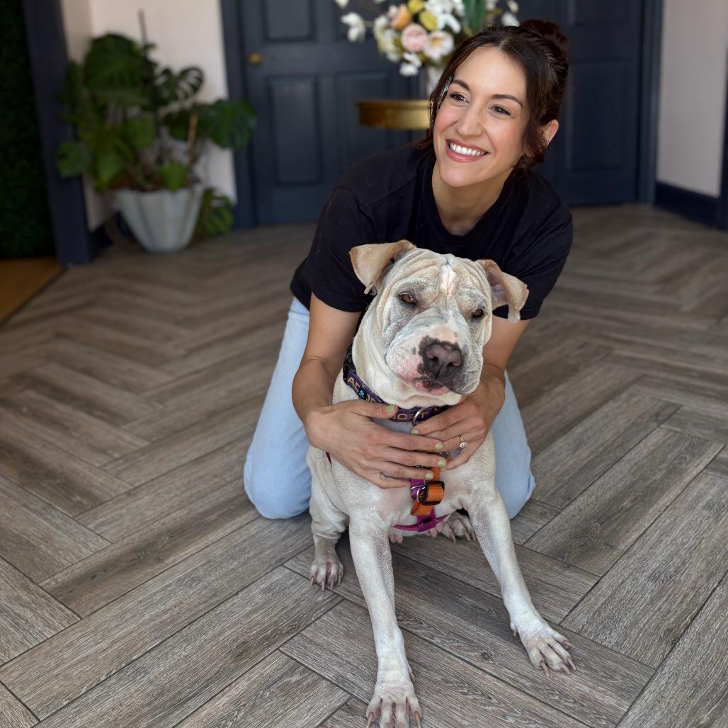Miss Honey, Adoptable, Adult Female Shar-Pei.