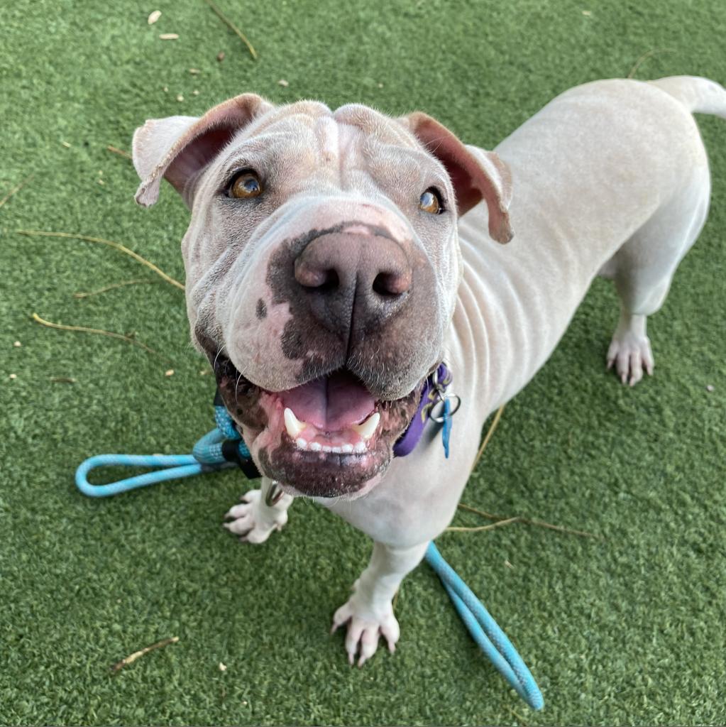 Miss Honey, a Adoptable Shar-Pei in Chicago, IL image 1/6
