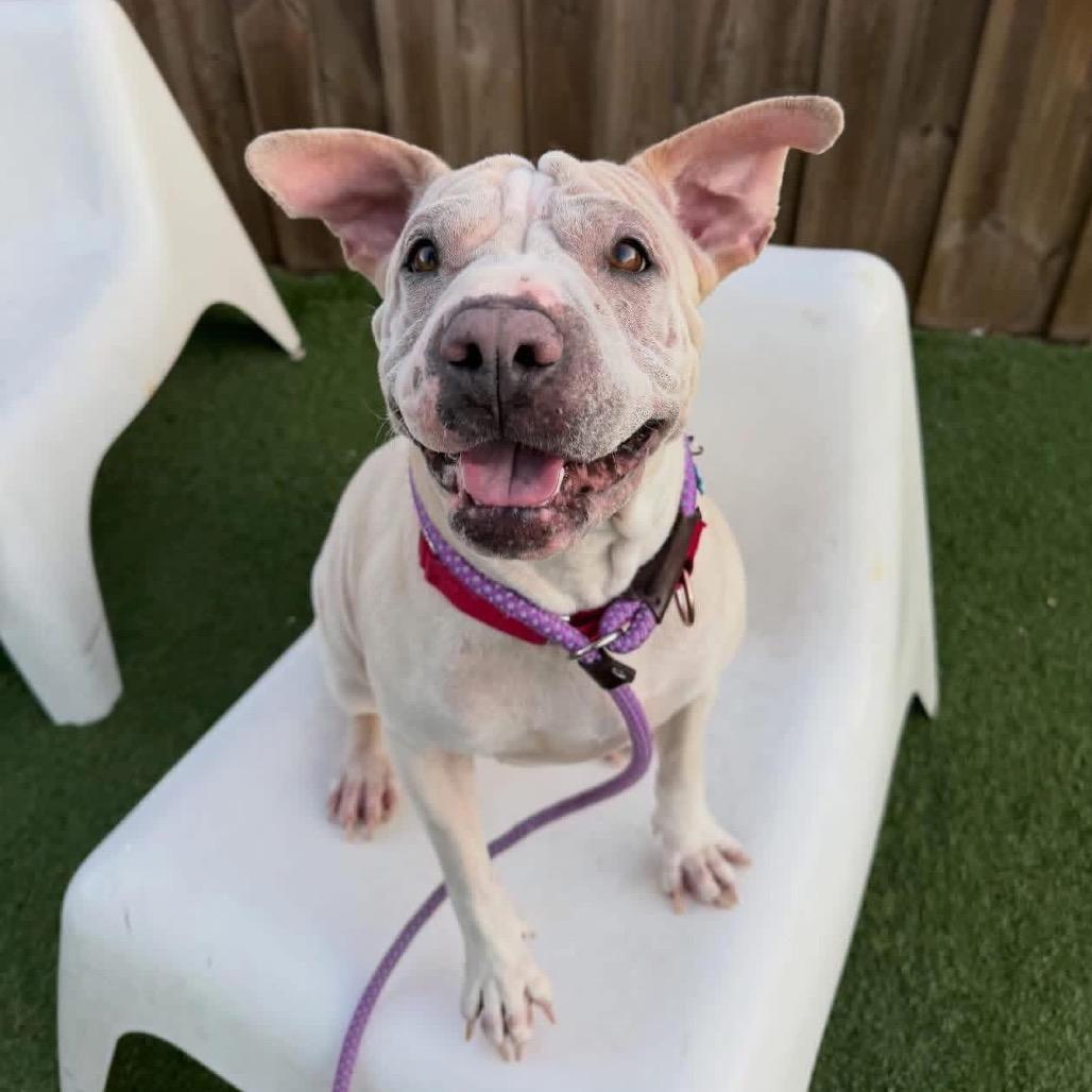 Miss Honey, Adoptable, Adult Female Shar-Pei.