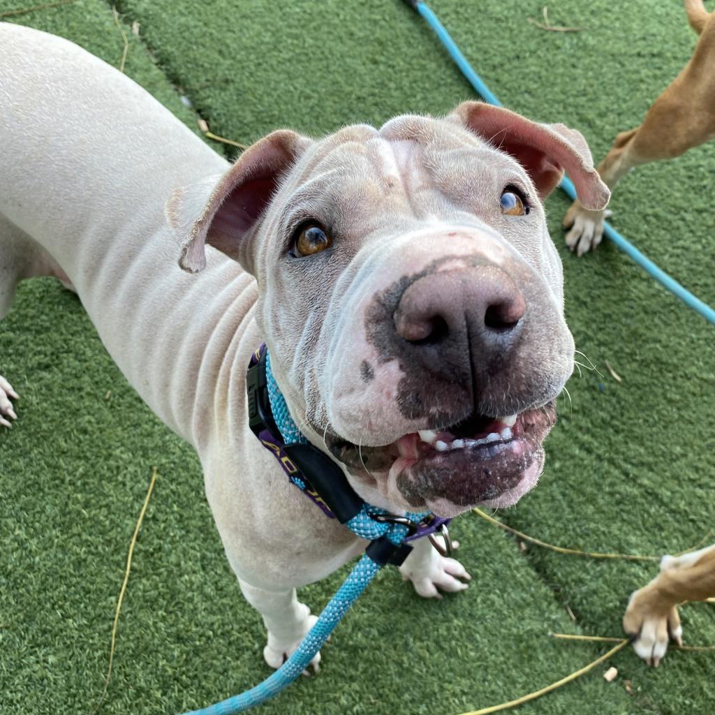 Miss Honey, a Adoptable Shar-Pei in Chicago, IL image 2/6