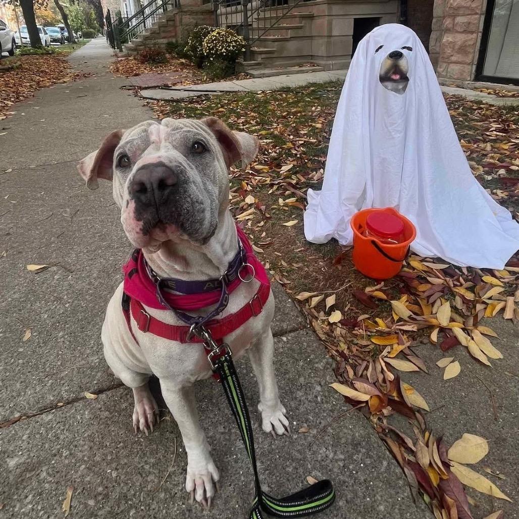 Miss Honey, a Adoptable Shar-Pei in Chicago, IL image 3/6