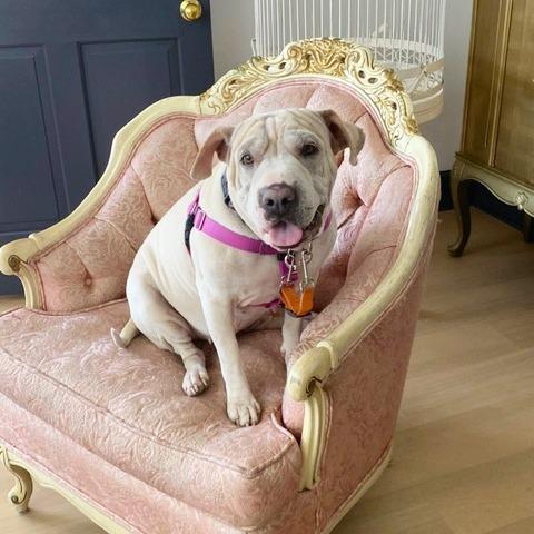 Miss Honey, Adoptable, Adult Female Shar-Pei.