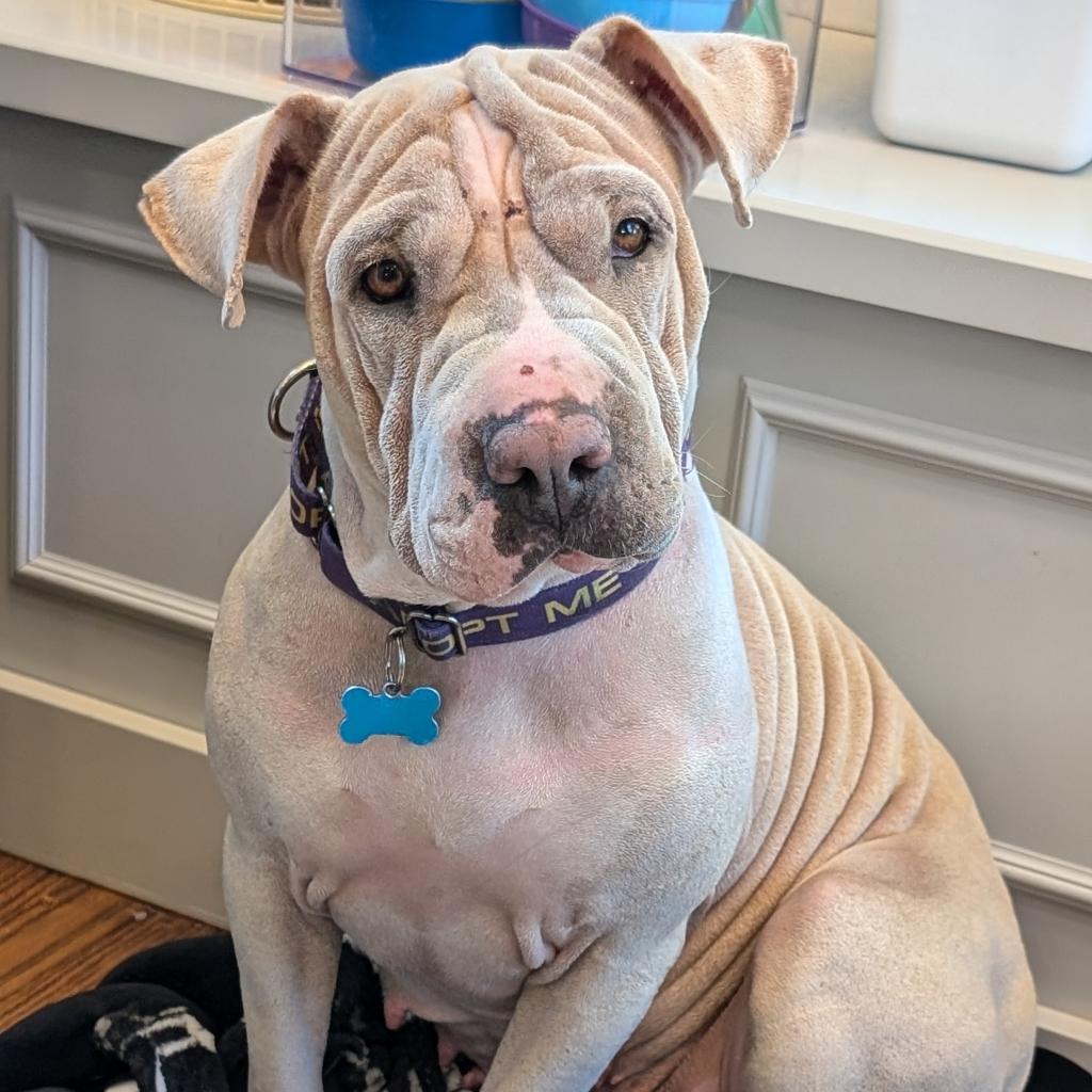 Miss Honey, a Adoptable Shar-Pei in Chicago, IL image 4/6