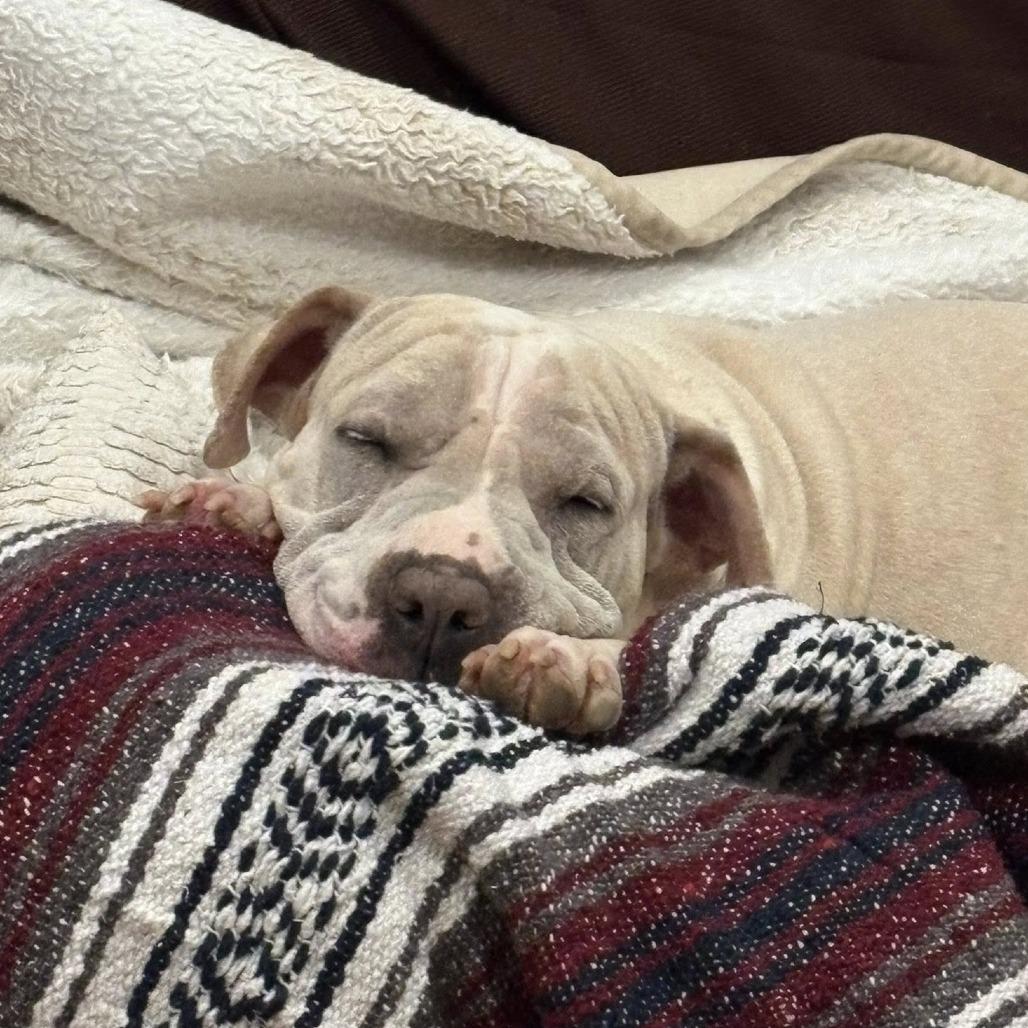 Miss Honey, a Adoptable Shar-Pei in Chicago, IL image 2/6