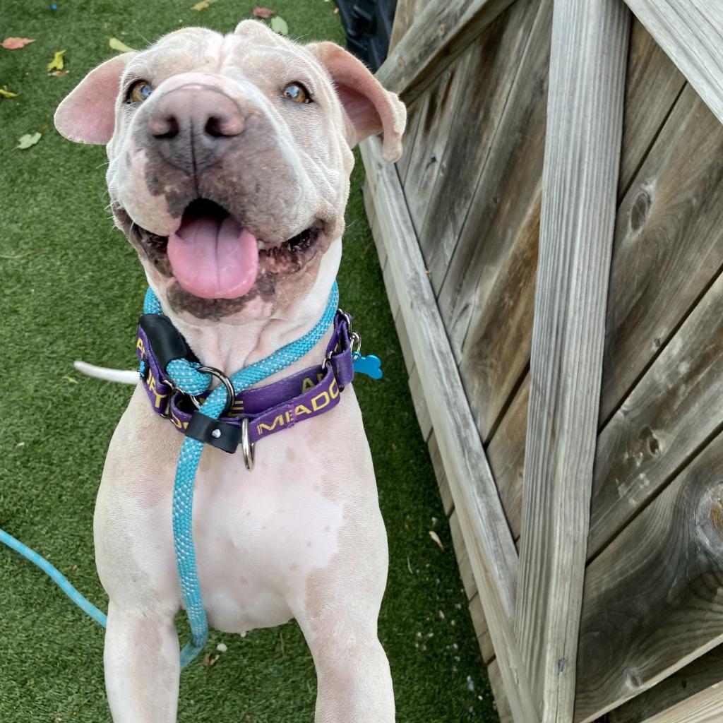 Miss Honey, a Adoptable Shar-Pei in Chicago, IL image 6/6