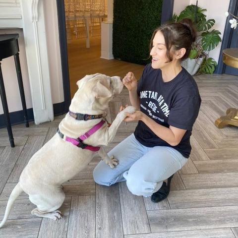 Enlarge Miss Honey, a Adoptable Shar-Pei in Chicago, IL image 6/6