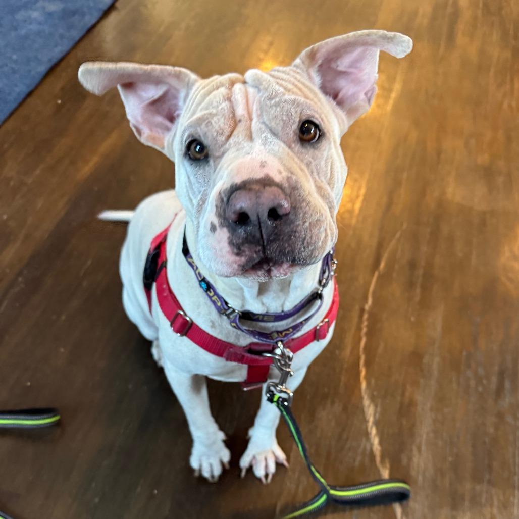 Miss Honey, a Adoptable Shar-Pei in Chicago, IL image 5/6