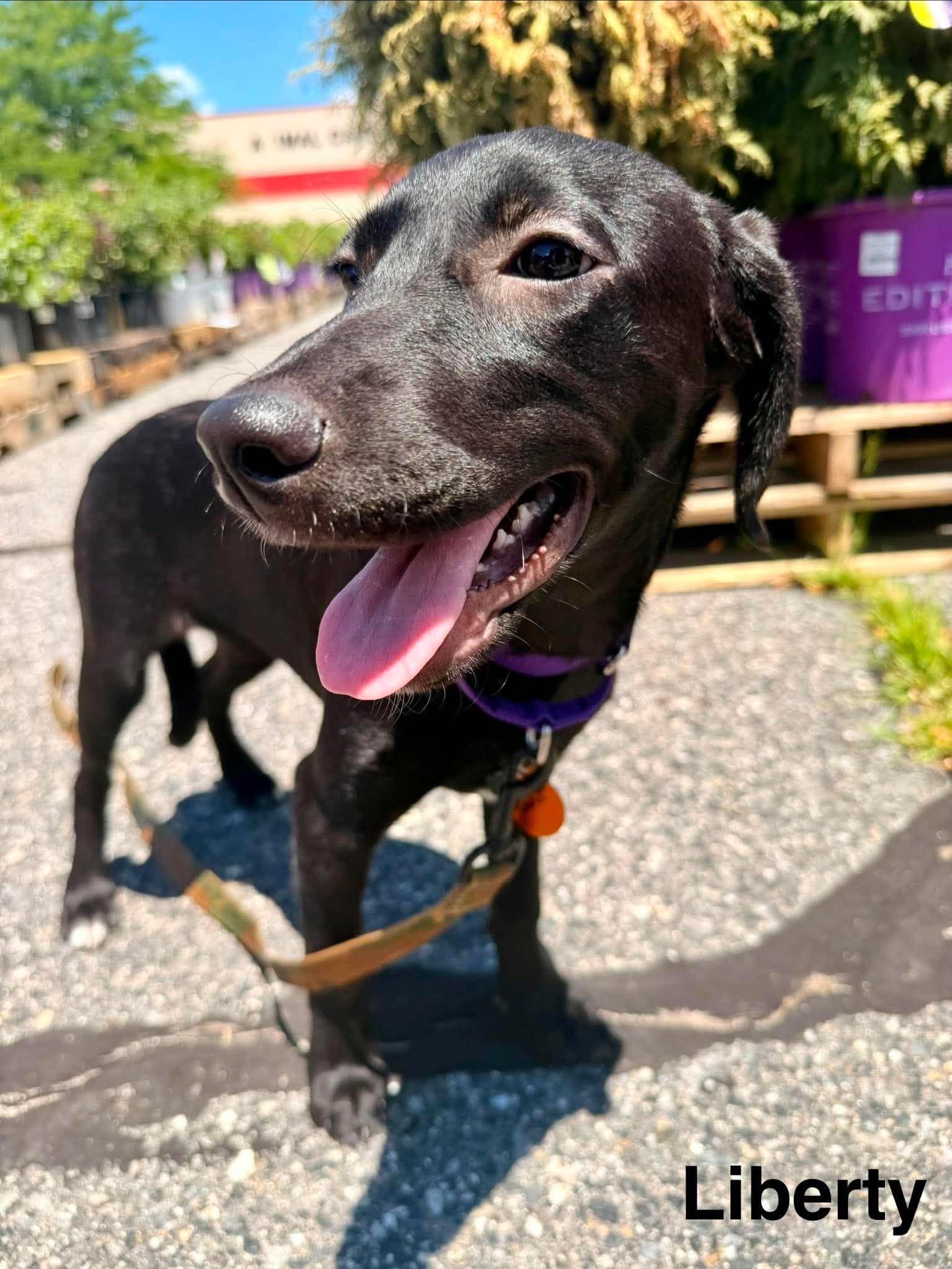 Enlarge LIBERTY, a Adoptable Labrador Retriever in Pomfret Center, CT image 1/3