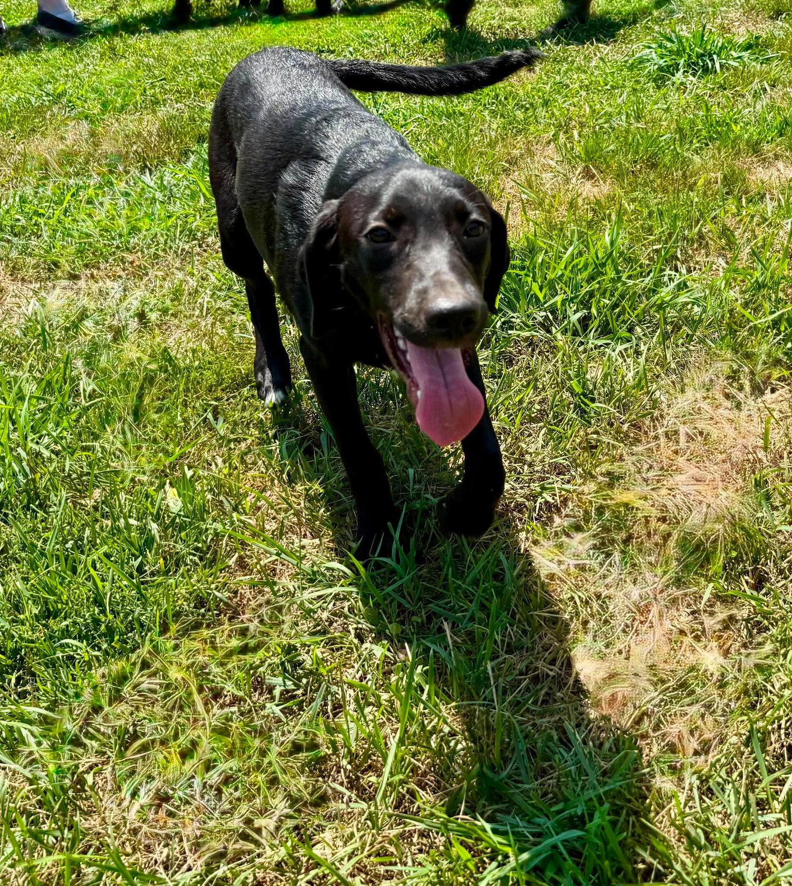 Enlarge LIBERTY, a Adoptable Labrador Retriever in Pomfret Center, CT image 2/3