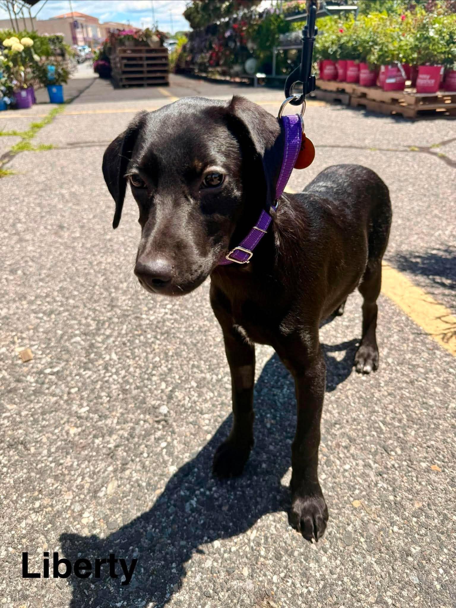 Enlarge LIBERTY, a Adoptable Labrador Retriever in Pomfret Center, CT image 3/3