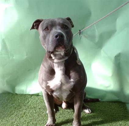 MR. BENCH, Adoptable, Adult Male Pit Bull Terrier.
