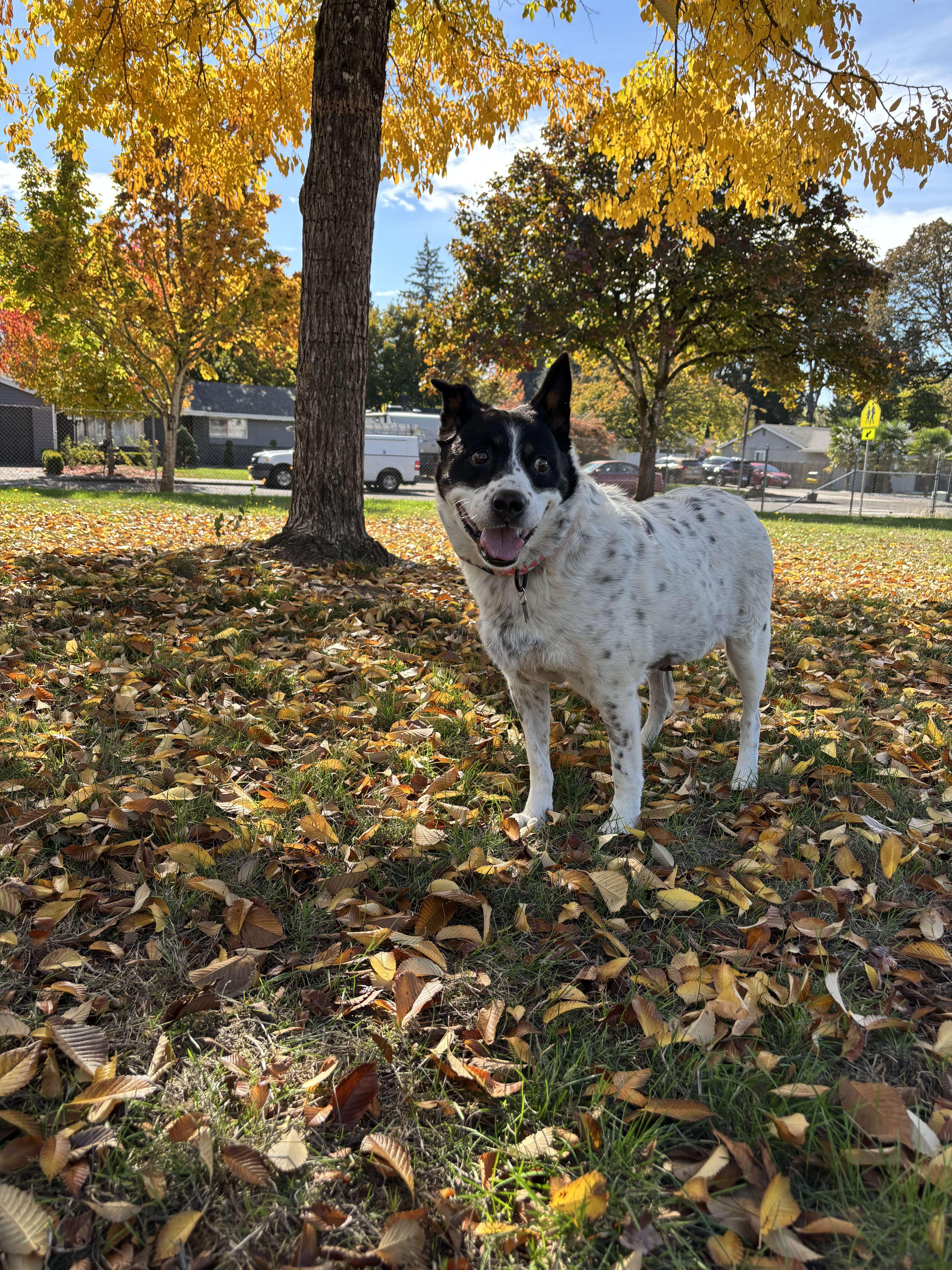 Enlarge Peppermint Patty (Seattle, WA), a Adoptable mixed breed in Seattle, WA image 6/6