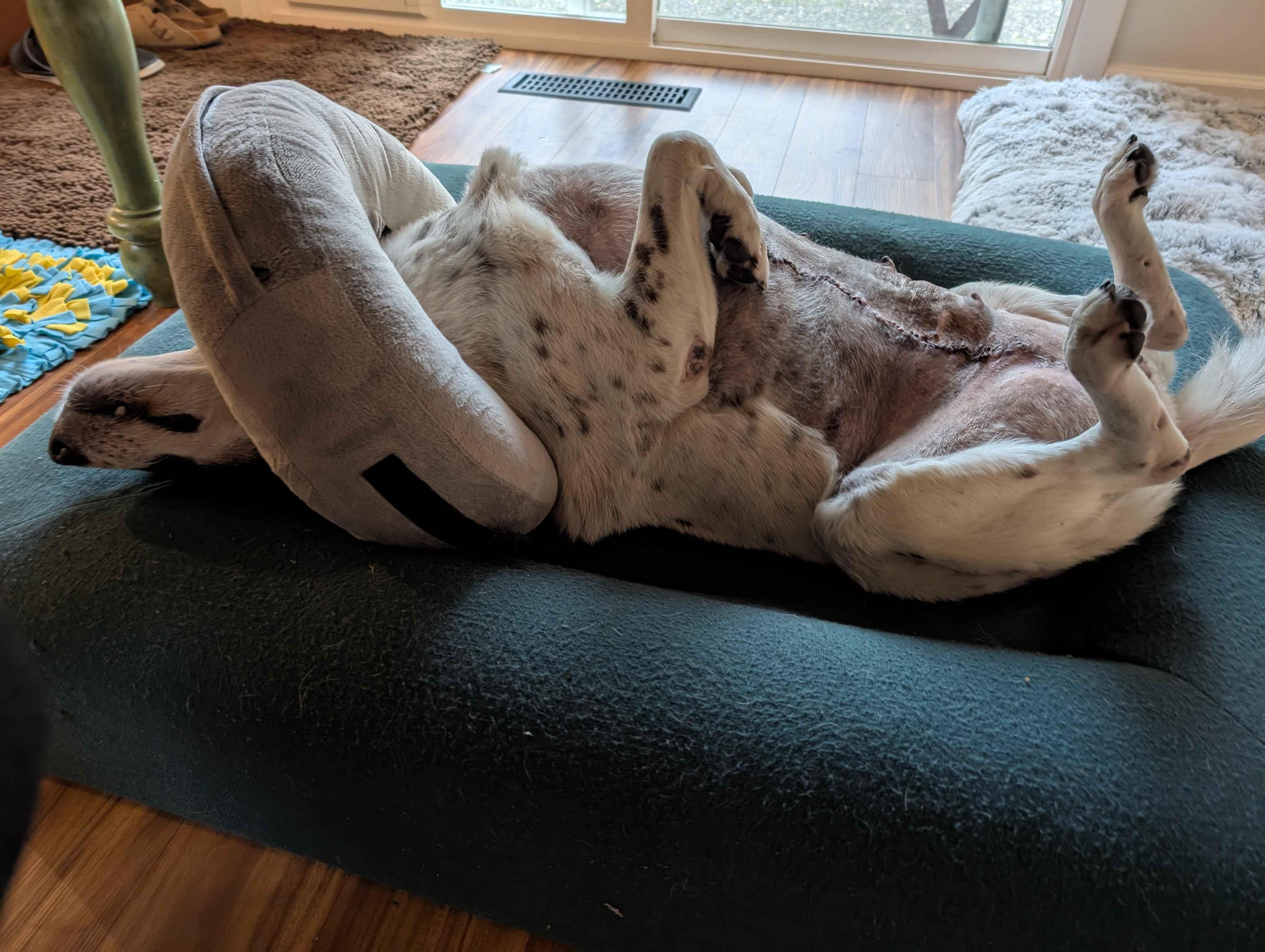 Peppermint Patty (Monroe, OR)