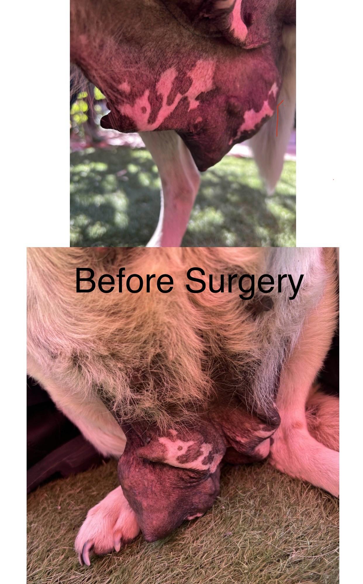 Peppermint Patty (Monroe, OR)